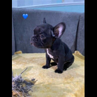 French Bulldog