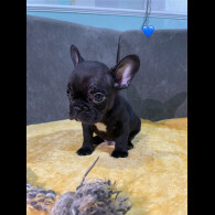 French Bulldog