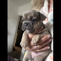 French Bulldog - Bitches