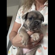 French Bulldog - Bitches