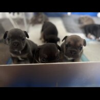 French Bulldog - Bitches