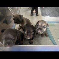 French Bulldog - Bitches