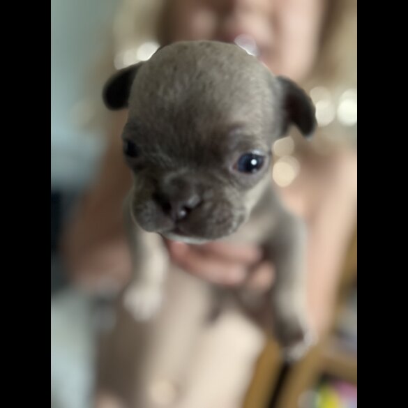 French Bulldog - Bitches