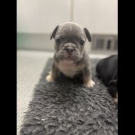 French Bulldog - Bitches