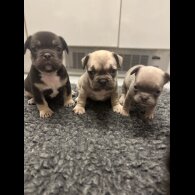 French Bulldog - Bitches