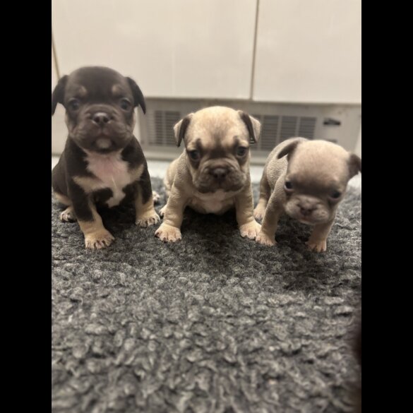 French Bulldog - Bitches