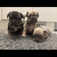 French Bulldog - Bitches