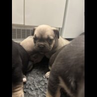 French Bulldog - Bitches