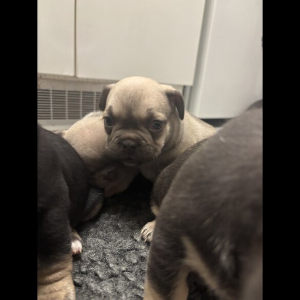 French Bulldog - Bitches