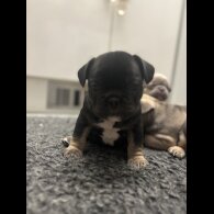 French Bulldog - Bitches