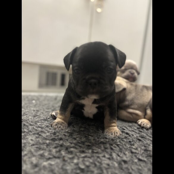 French Bulldog - Bitches