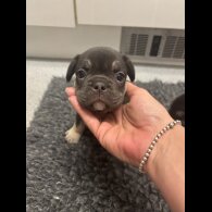 French Bulldog - Bitches