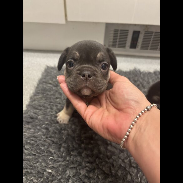 French Bulldog - Bitches