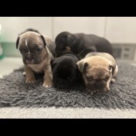 French Bulldog - Bitches