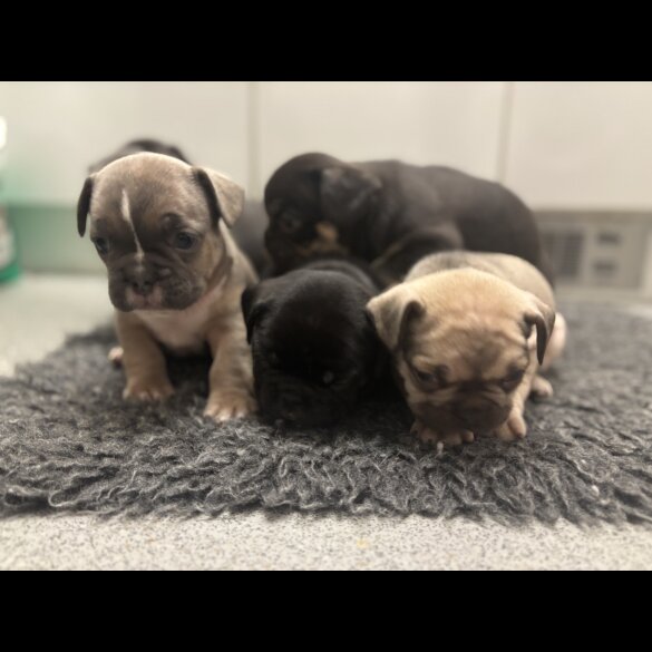 French Bulldog - Bitches