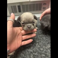 French Bulldog - Bitches