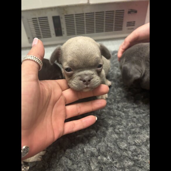 French Bulldog - Bitches