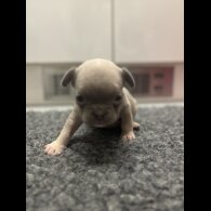 French Bulldog - Bitches