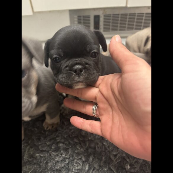 French Bulldog - Bitches