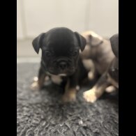 French Bulldog - Bitches