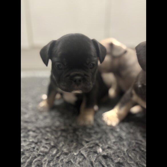 French Bulldog - Bitches