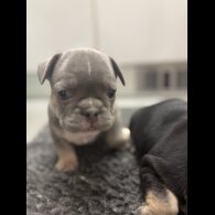 French Bulldog - Bitches