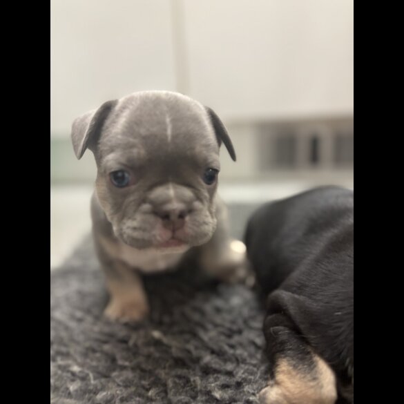 French Bulldog - Bitches