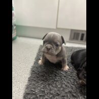 French Bulldog - Bitches