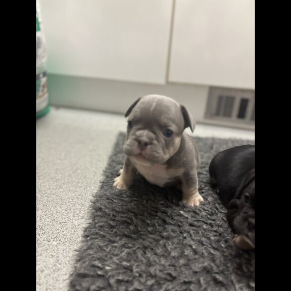 French Bulldog - Bitches