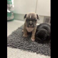 French Bulldog - Bitches