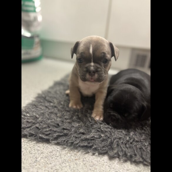 French Bulldog - Bitches