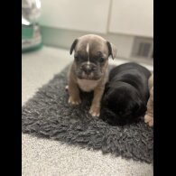 French Bulldog - Bitches