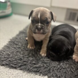 French Bulldog - Bitches