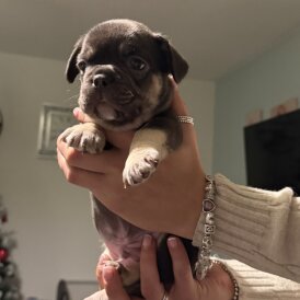 French Bulldog - Bitches