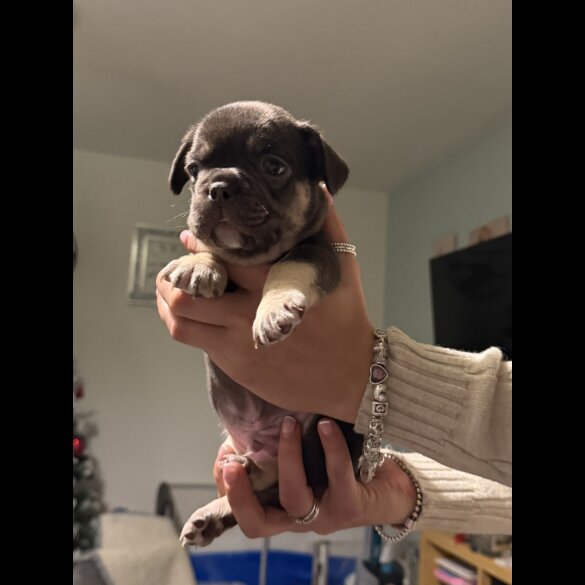 French Bulldog - Bitches