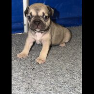 French Bulldog - Bitches