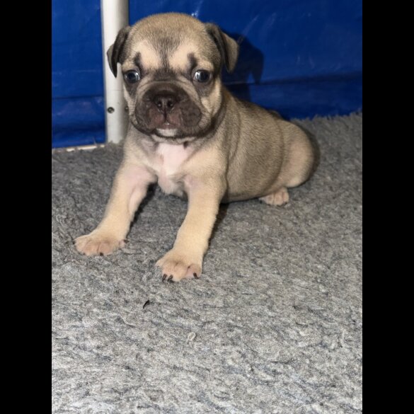 French Bulldog - Bitches