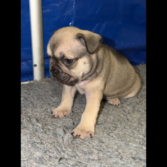 French Bulldog - Bitches