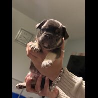 French Bulldog - Bitches