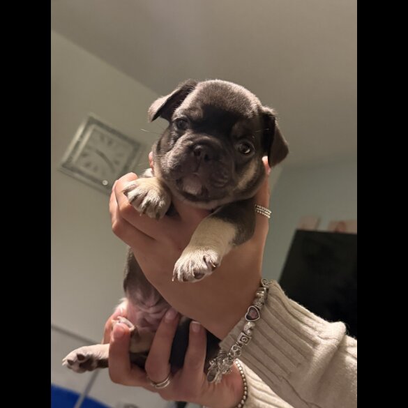 French Bulldog - Bitches