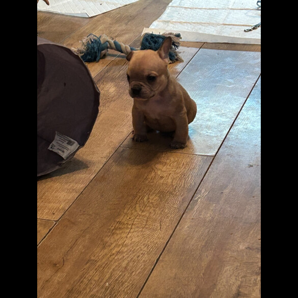 French Bulldog