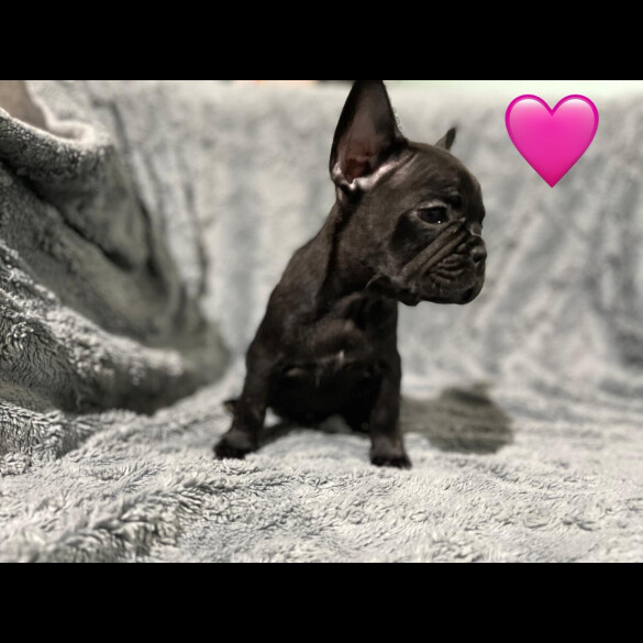 French Bulldog