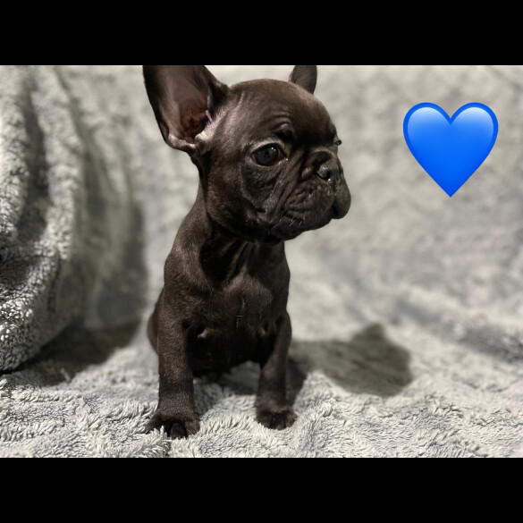 French Bulldog