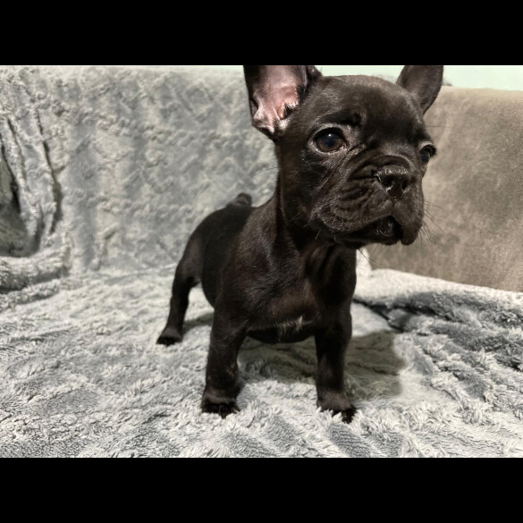 French Bulldog