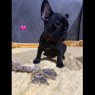 French Bulldog