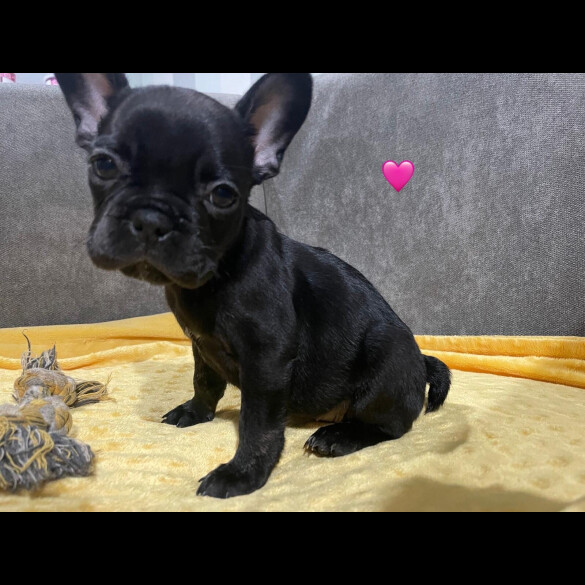 French Bulldog