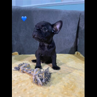 French Bulldog