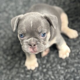 French Bulldog - Bitches