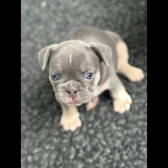 French Bulldog - Bitches