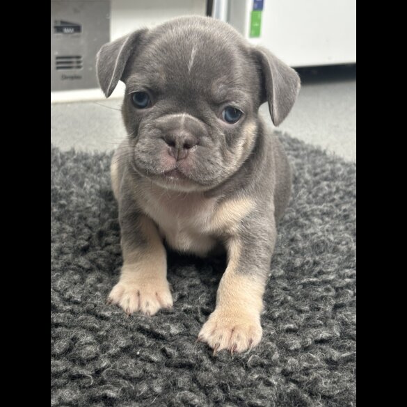 French Bulldog - Bitches